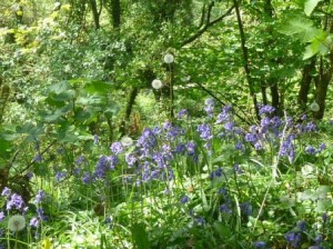 bluebells