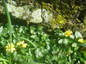 celandines