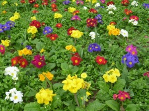 primulas